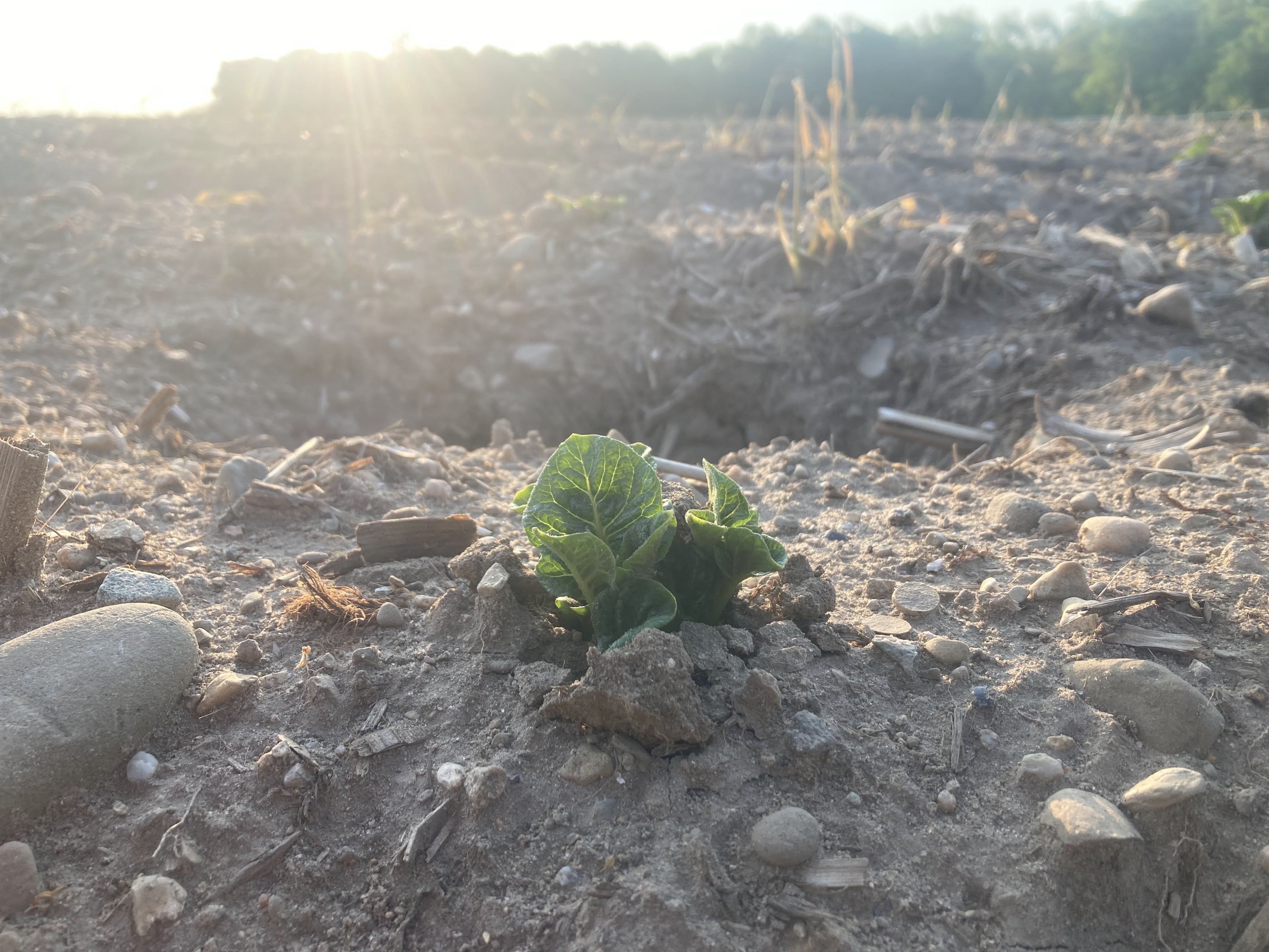 Potato newly emerged.jpg